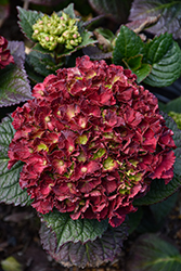 Cherry-Go-Round Hydrangea (Hydrangea macrophylla 'Hokomaburloc') at Canadale Nurseries
