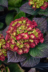 Cherry-Go-Round Hydrangea (Hydrangea macrophylla 'Hokomaburloc') at Canadale Nurseries