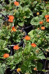 Koi Avens (Geum coccineum 'Koi') at Canadale Nurseries