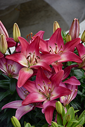 Lily Looks Tiny Diamond Lily (Lilium 'Tiny Diamond') at Canadale Nurseries