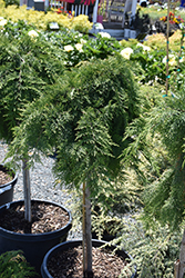 Russian Cypress (tree form) (Microbiota decussata '(tree form)') at Canadale Nurseries