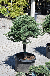 Blue Rug Juniper (tree form) (Juniperus horizontalis 'Wiltonii (tree form)') at Canadale Nurseries