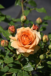 Golden Opportunity Rose (Rosa 'WEKausujucton') at Canadale Nurseries