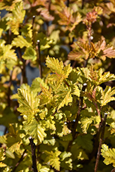 Savannah Sunset Ninebark (Physocarpus opulifolius 'LP1') at Canadale Nurseries