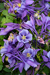 Earlybird Purple and Blue Columbine (Aquilegia 'PAS1258487') at Canadale Nurseries