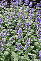 Whispurr Blue Catmint (Nepeta x faassenii 'Balpurrlu') at Canadale Nurseries