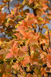 Savannah Sunset Ninebark (Physocarpus opulifolius 'LP1') at Canadale Nurseries