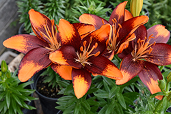 Lily Looks Tiny Lion Lily (Lilium 'Tiny Lion') at Canadale Nurseries