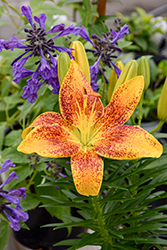 Lily Looks Tiny Parrot Lily (Lilium 'Tiny Parrot') at Canadale Nurseries