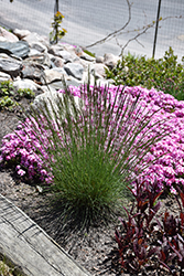 Elijah Blue Fescue (Festuca glauca 'Elijah Blue') at Canadale Nurseries