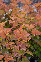 Savannah Sunset Ninebark (Physocarpus opulifolius 'LP1') at Canadale Nurseries