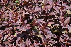 Nightglow Diervilla (Diervilla splendens 'El Madrigal') at Canadale Nurseries