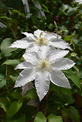 Gillian Blades Clematis (Clematis 'Gillian Blades') at Canadale Nurseries