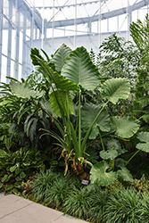 Elephant's Ear (Alocasia macrorrhizos) at Canadale Nurseries