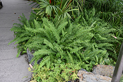 Kimberley Queen Australian Sword Fern (Nephrolepis obliterata 'Kimberley Queen') at Canadale Nurseries
