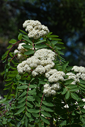 Skybound Mountain Ash (Sorbus aucuparia 'Skybound') at Canadale Nurseries