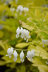 White Gold Bleeding Heart (Dicentra spectabilis 'White Gold') at Canadale Nurseries