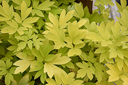 White Gold Bleeding Heart (Dicentra spectabilis 'White Gold') at Canadale Nurseries