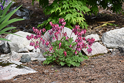 Luxuriant Bleeding Heart (Dicentra 'Luxuriant') at Canadale Nurseries