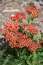 Milly Rock Red Yarrow (Achillea millefolium 'FLORACHRE1') at Canadale Nurseries