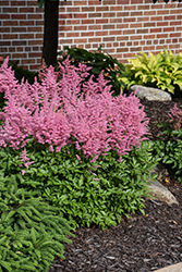 Visions in Pink Chinese Astilbe (Astilbe chinensis 'Visions in Pink') at Canadale Nurseries
