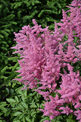 Visions in Pink Chinese Astilbe (Astilbe chinensis 'Visions in Pink') at Canadale Nurseries
