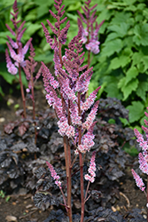 Dark Side Of The Moon Astilbe (Astilbe 'Dark Side Of The Moon') at Canadale Nurseries