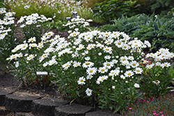 Daisy May Shasta Daisy (Leucanthemum x superbum 'Daisy Duke') at Canadale Nurseries