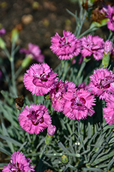 Pretty Poppers Goody Gumdrops Pinks (Dianthus 'Goody Gumdrops') at Canadale Nurseries