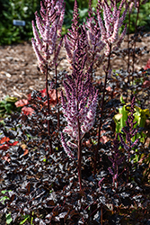 Dark Side Of The Moon Astilbe (Astilbe 'Dark Side Of The Moon') at Canadale Nurseries