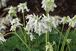 White Diamonds Fern-leaved Bleeding Heart (Dicentra 'White Diamonds') at Canadale Nurseries