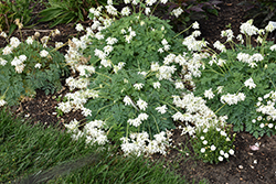 White Diamonds Fern-leaved Bleeding Heart (Dicentra 'White Diamonds') at Canadale Nurseries