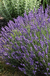 Imperial Gem Lavender (Lavandula angustifolia 'Imperial Gem') at Canadale Nurseries