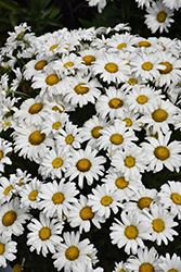 Daisy May Shasta Daisy (Leucanthemum x superbum 'Daisy Duke') at Canadale Nurseries