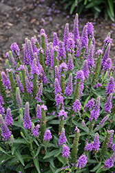 Magic Show Purple Illusion Speedwell (Veronica 'Purple Illusion') at Canadale Nurseries