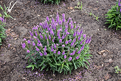 Magic Show Purple Illusion Speedwell (Veronica 'Purple Illusion') at Canadale Nurseries