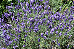 Hidcote Lavender (Lavandula angustifolia 'Hidcote') at Canadale Nurseries