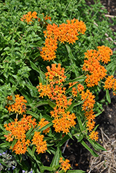 Butterfly Weed (Asclepias tuberosa) at Canadale Nurseries