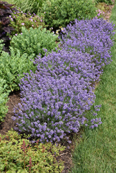 Essence Purple Lavender (Lavandula angustifolia 'Essence Purple') at Canadale Nurseries