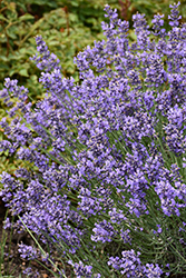 Essence Purple Lavender (Lavandula angustifolia 'Essence Purple') at Canadale Nurseries