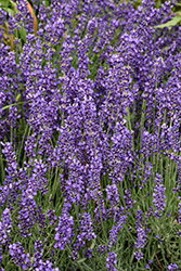 Imperial Gem Lavender (Lavandula angustifolia 'Imperial Gem') at Canadale Nurseries