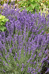 Imperial Gem Lavender (Lavandula angustifolia 'Imperial Gem') at Canadale Nurseries