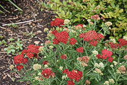 Sassy Summer Sangria Yarrow (Achillea 'Sassy Summer Sangria') at Canadale Nurseries
