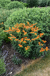 Butterfly Weed (Asclepias tuberosa) at Canadale Nurseries