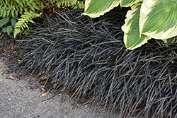 Black Mondo Grass (Ophiopogon planiscapus 'Nigrescens') at Canadale Nurseries