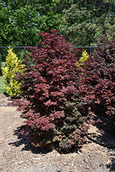 Twombly's Red Sentinel Japanese Maple (Acer palmatum 'Twombly's Red Sentinel') at Canadale Nurseries