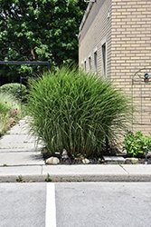 Gracillimus Maiden Grass (Miscanthus sinensis 'Gracillimus') at Canadale Nurseries