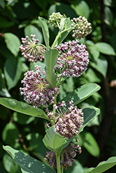 Common Milkweed (Asclepias syriaca) at Canadale Nurseries