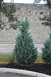 Blue Point Juniper (Juniperus chinensis 'Blue Point') at Canadale Nurseries