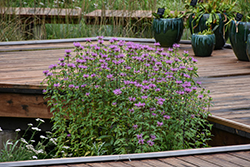 Wild Beebalm (Monarda fistulosa) at Canadale Nurseries